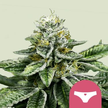 Sherbet Queen > Royal Queen Seeds | Semillas feminizadas  |  Índica